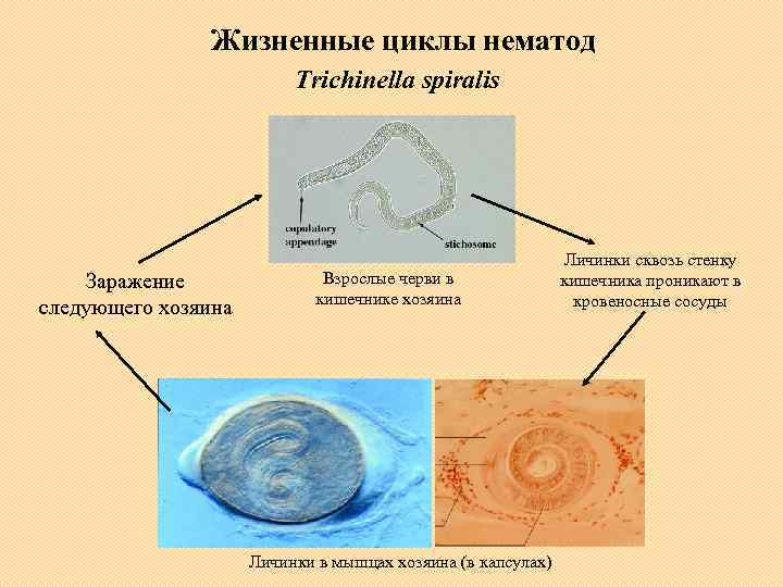 Жизненные циклы нематод Trichinella spiralis Заражение следующего хозяина Взрослые черви в кишечнике хозяина Личинки