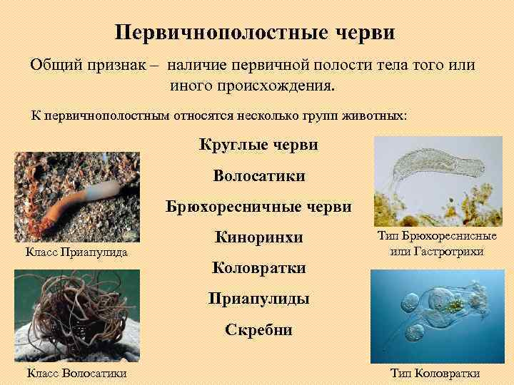 Первичнополостные черви Общий признак – наличие первичной полости тела того или иного происхождения. К