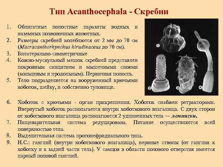 Каким номером на схеме эмбриогенеза обозначена вторичная полость тела будущего животного