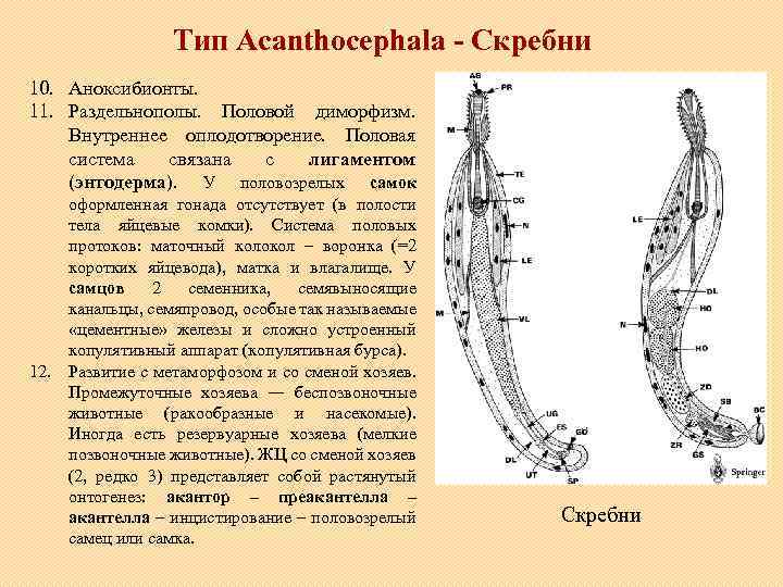 Тип Acanthocephala - Скребни 10. Аноксибионты. 11. Раздельнополы. Половой диморфизм. Внутреннее оплодотворение. Половая система