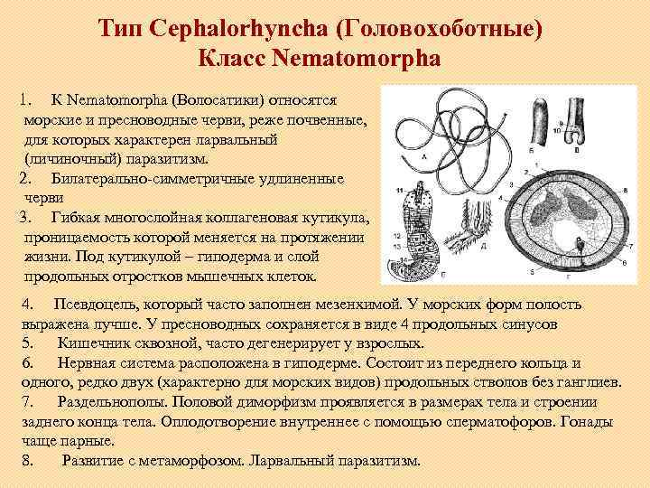 Тип Cephalorhyncha (Головохоботные) Класс Nematomorpha 1. К Nematomorpha (Волосатики) относятся морские и пресноводные черви,