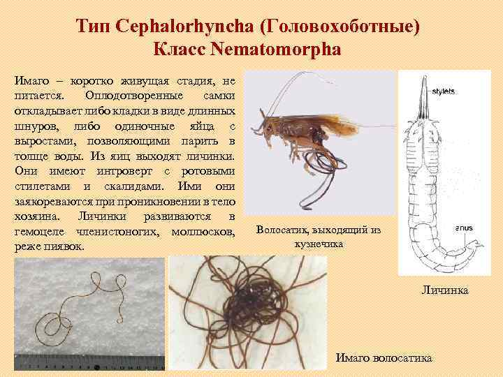 Тип Cephalorhyncha (Головохоботные) Класс Nematomorpha Имаго – коротко живущая стадия, не питается. Оплодотворенные самки