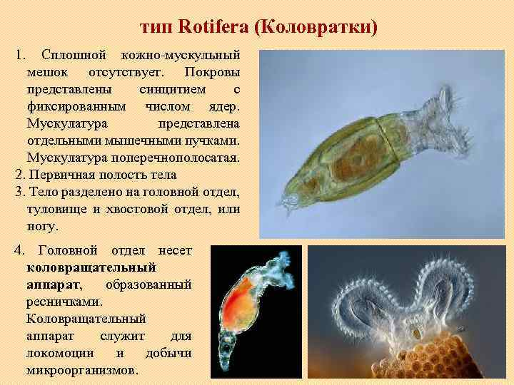 тип Rotifera (Коловратки) 1. Сплошной кожно-мускульный мешок отсутствует. Покровы представлены синцитием с фиксированным числом