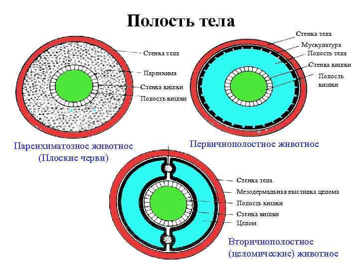 Полость тела Стенка тела Мускулатура Полость тела Стенка кишки Паренхима Полость кишки Стенка кишки