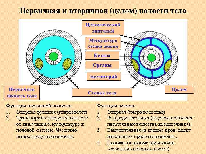 Какой цифрой на рисунке обозначена вторичная полость тела