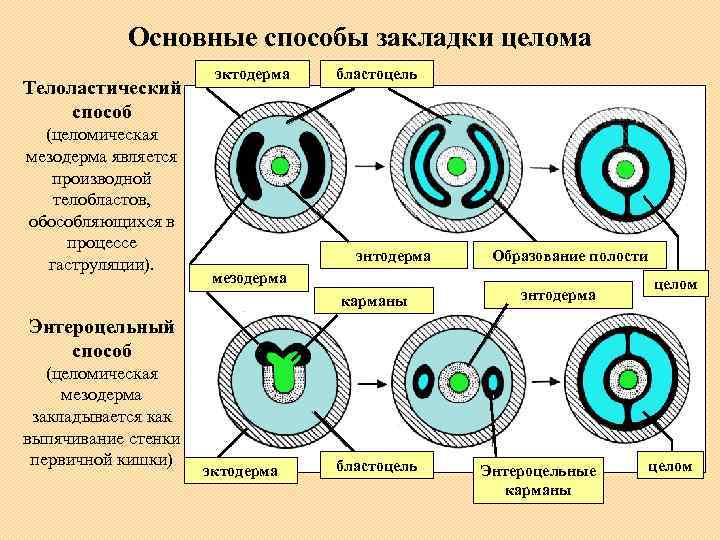 Основные способы закладки целома Телоластический способ (целомическая мезодерма является производной телобластов, обособляющихся в процессе