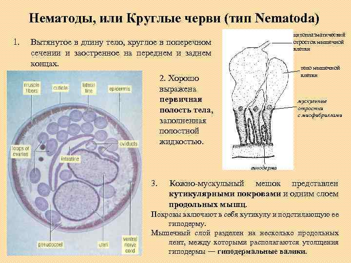 Нематоды, или Круглые черви (тип Nеmatoda) 1. цитоплазматический отросток мышечной клетки Вытянутое в длину