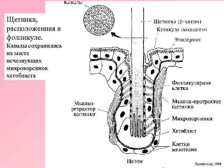 Щетинка, расположенная в фолликуле. Каналы сохранились на месте исчезнувших микроворсинок хетобласта Рупперт и др.