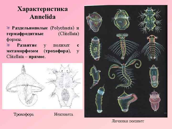 Характеристика Annelida Раздельнополые (Polychaeta) и гермафродитные (Clitellata) формы. Развитие у полихет с метаморфозом (трохофора),