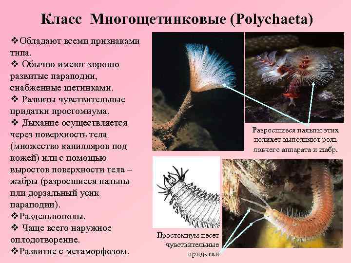 Класс Многощетинковые (Polychaeta) v. Обладают всеми признаками типа. v Обычно имеют хорошо развитые параподии,