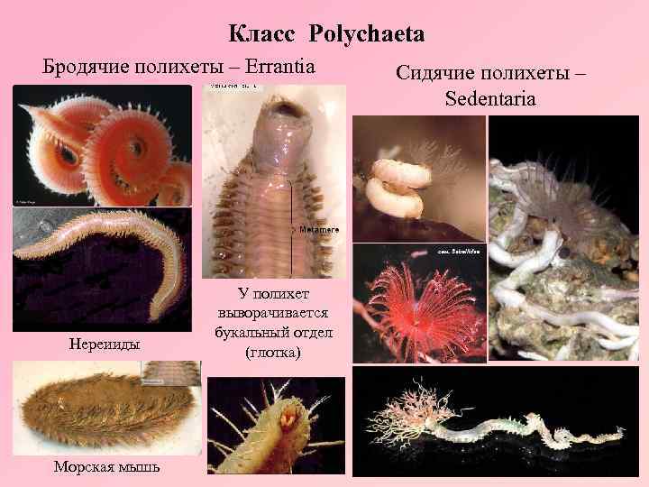 Класс Polychaeta Бродячие полихеты – Errantia Нереииды Морская мышь У полихет выворачивается букальный отдел