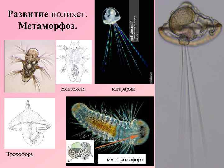 Развитие полихет. Метаморфоз. Нектохета Трохофора митрарии метатрохофора 