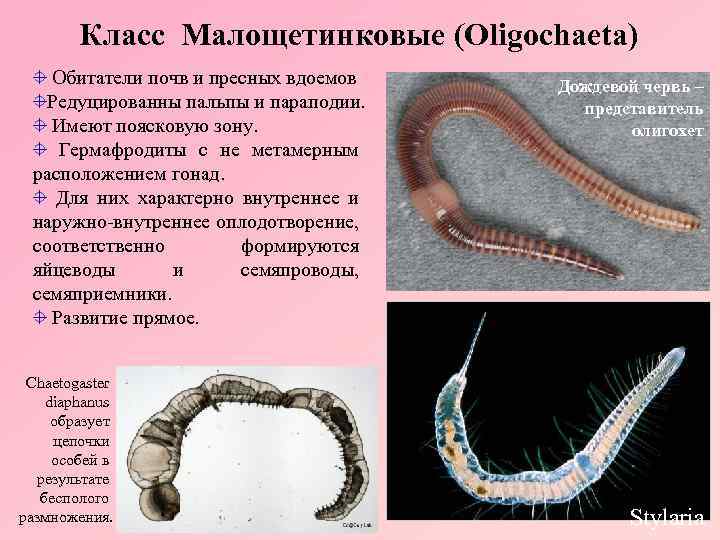 К какому типу относят червей. Кольчатые черви олигохеты. Малощетинковые олигохеты.