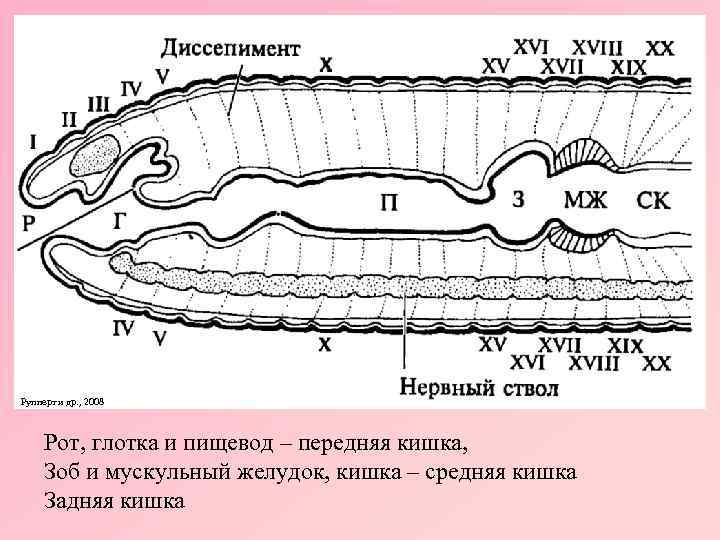 Кожно мускульный кольчатых червей