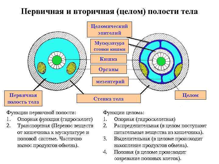 Первичная и вторичная (целом) полости тела Целомический эпителий Мускулатура стенки кишки Кишка Органы мезентерий