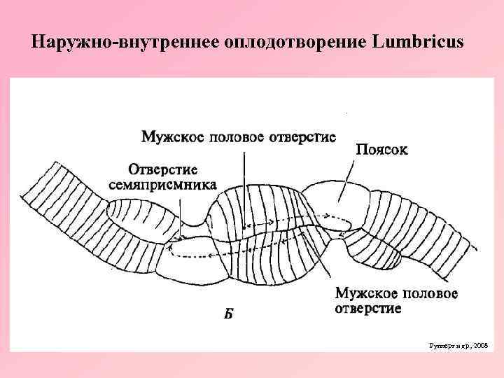 Сегментация кольчатых червей