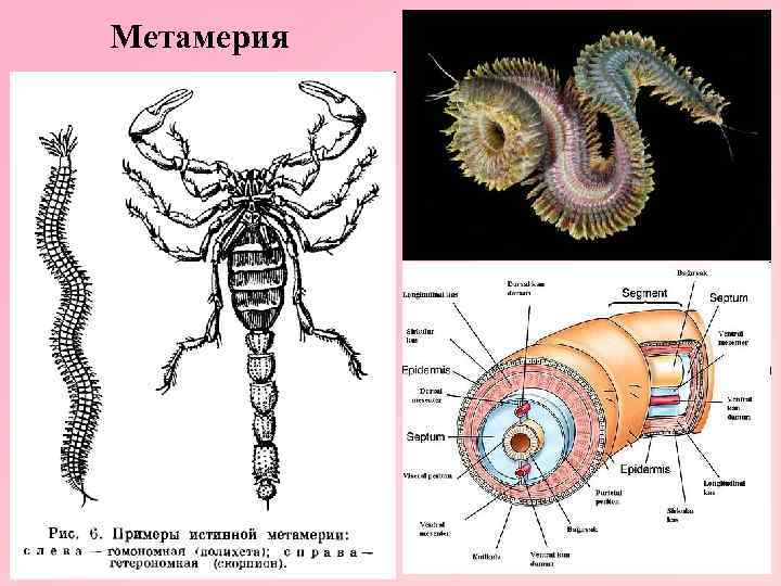 Симметрия кольчатых. Кольчатые черви метамерия. Гомономная метамерия. Гомономная метамерия кольчатых червей. Метамерия многощетинковых.