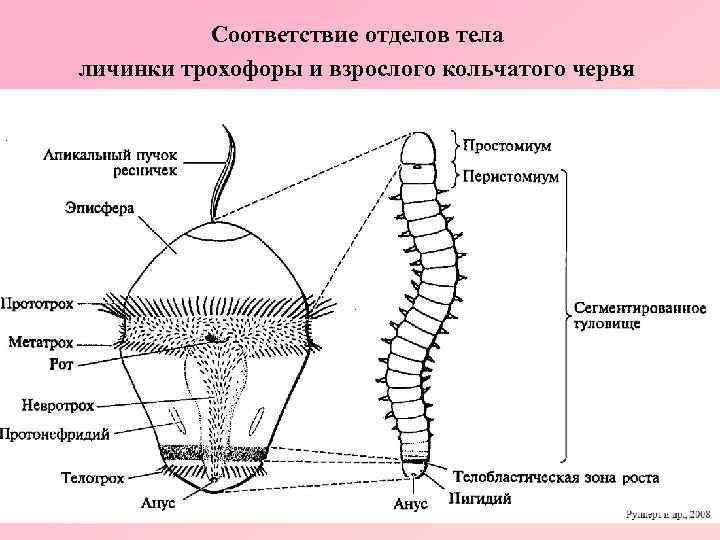 Соответствие отделов тела личинки трохофоры и взрослого кольчатого червя 