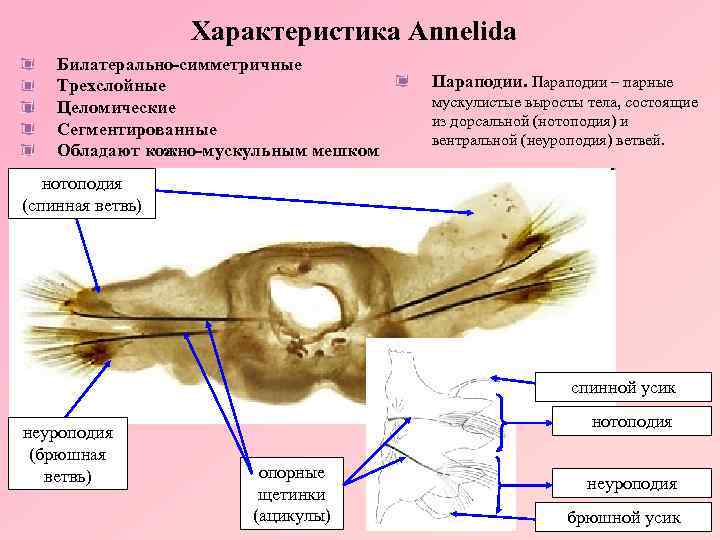 Характеристика Annelida Билатерально-симметричные Трехслойные Целомические Сегментированные Обладают кожно-мускульным мешком Параподии – парные мускулистые выросты