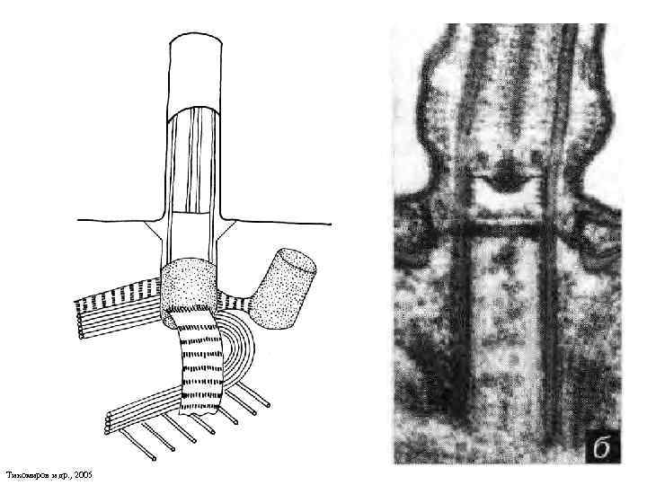 Тихомиров и др. , 2005 