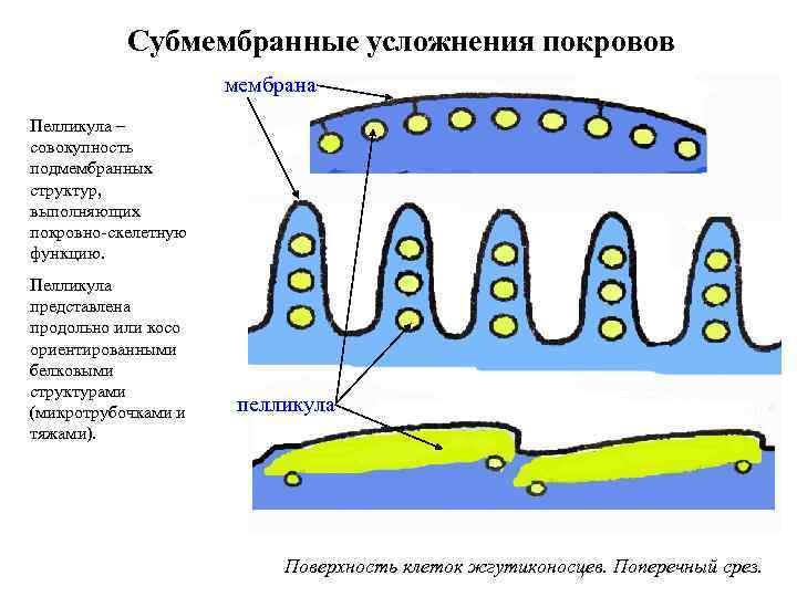 Пелликула зуба это