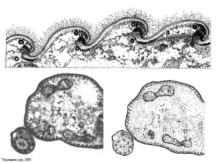 Тихомиров и др. , 2005 