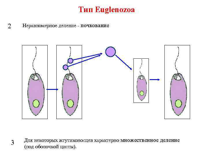 Тип Euglenozoa 2 3 Неравномерное деление - почкование Для некоторых жгутиконосцев характерно множественное деление