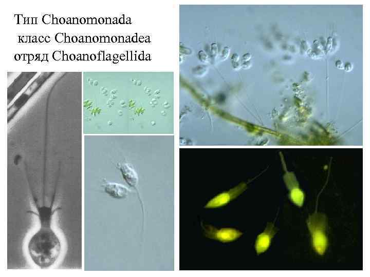 Тип Choanomonada класс Сhoanomonadea отряд Choanoflagellida 
