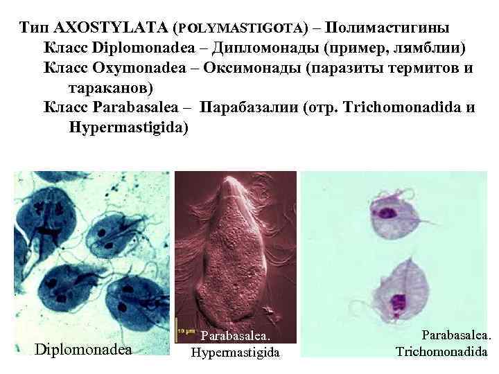 Тип AXOSTYLATA (POLYMASTIGOTA) – Полимастигины Класс Diplomonadea – Дипломонады (пример, лямблии) Класс Oxymonadea –