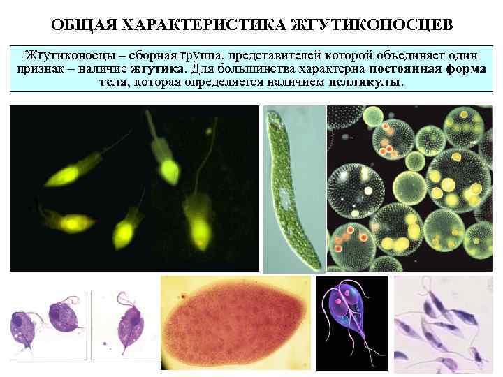 Форма тела жгутиков. Движение жгутиконосцев таблица. Классификация жгутиконосцев. Отличительные черты жгутиконосцев. Общая характеристика группы жгутиконосцы.