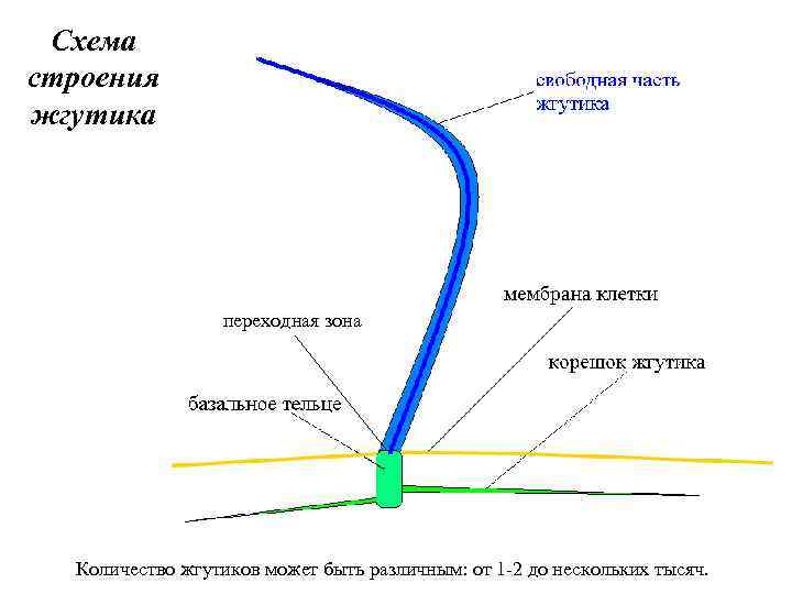 Схема строения жгутика переходная зона Количество жгутиков может быть различным: от 1 -2 до