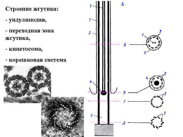 Строение жгутиков. Строение жгутика жгутиконосцев. Строение жгутика Ундулиподия. Строение жгутика клетки формула. Строение жгутика протист.