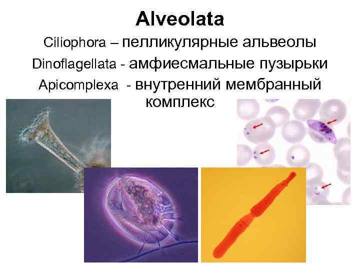 Alveolata Ciliophora – пелликулярные альвеолы Dinoflagellata - амфиесмальные пузырьки Apicomplexa - внутренний мембранный комплекс