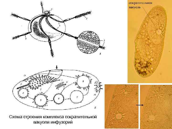Схема строения комплекса сократительной вакуоли инфузорий 