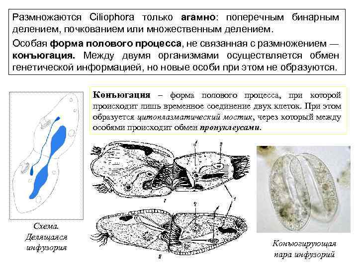 Размножаются Ciliophora только агамно: поперечным бинарным делением, почкованием или множественным делением. Особая форма полового