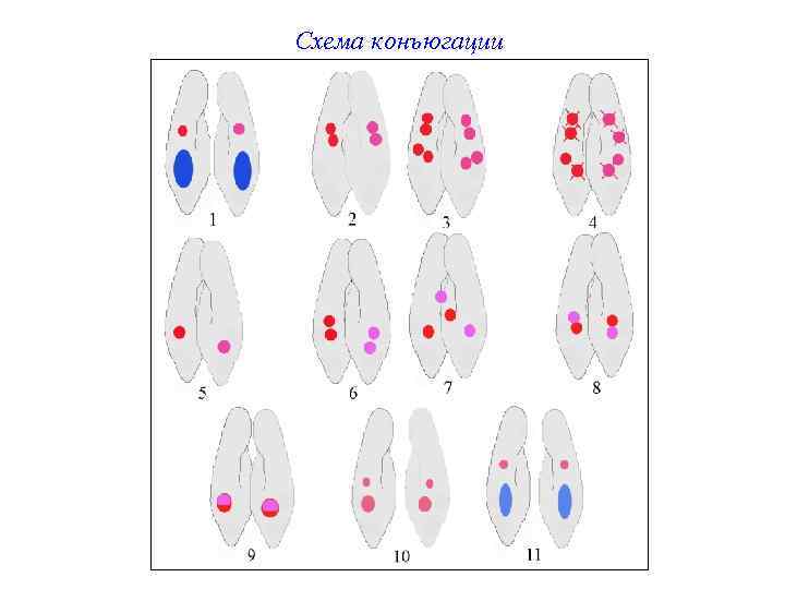 Схема конъюгации 