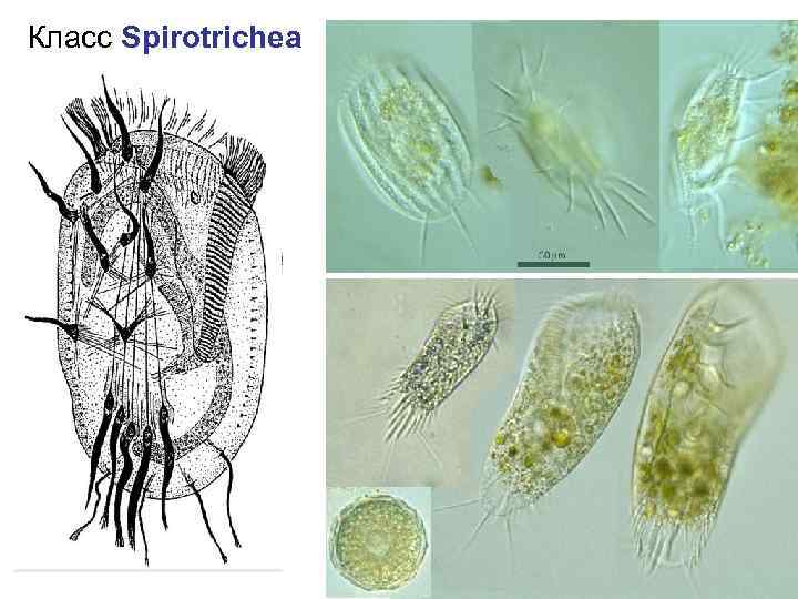 Класс Spirotrichea 