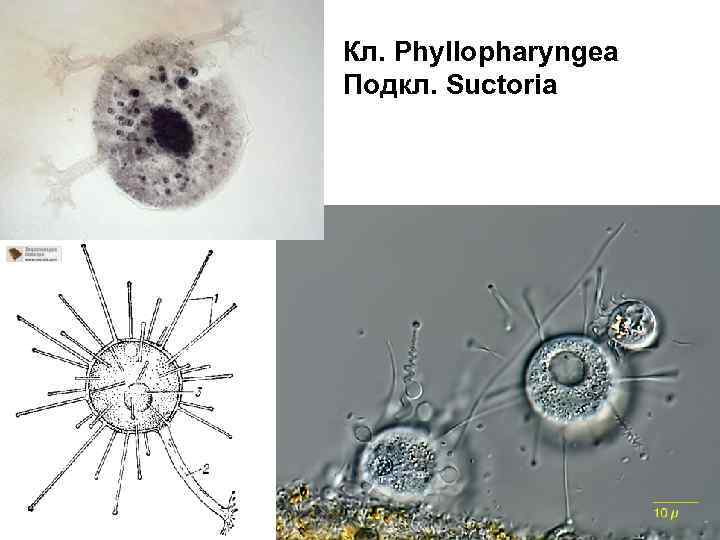 Кл. Phyllopharyngea Подкл. Suctoria 