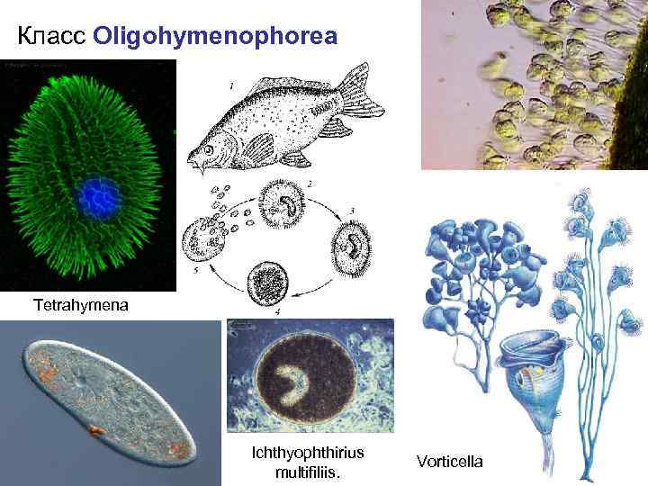 Класс Oligohymenophorea Tetrahymena Ichthyophthirius multifiliis. Vorticella 