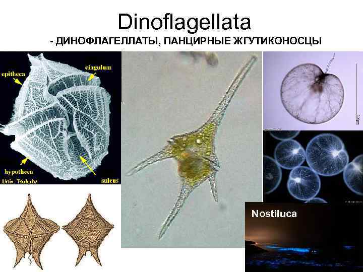 Dinoflagellata - ДИНОФЛАГЕЛЛАТЫ, ПАНЦИРНЫЕ ЖГУТИКОНОСЦЫ Nostiluca 