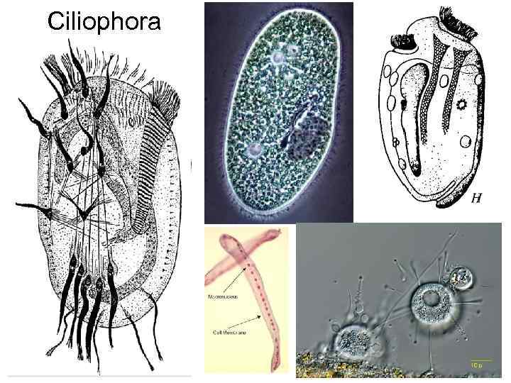 Ciliophora 