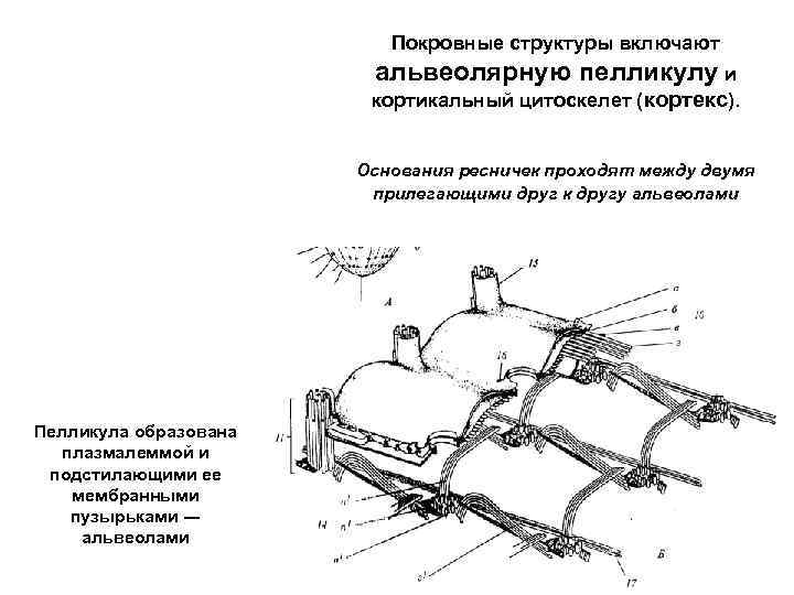 Покровные структуры включают альвеолярную пелликулу и кортикальный цитоскелет (кортекс). Основания ресничек проходят между двумя