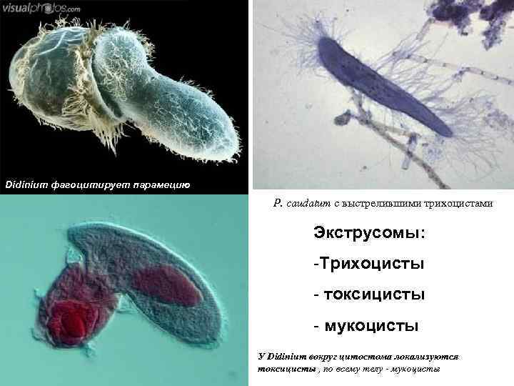 Didinium фагоцитирует парамецию P. caudatum с выстрелившими трихоцистами Экструсомы: -Трихоцисты - токсицисты - мукоцисты