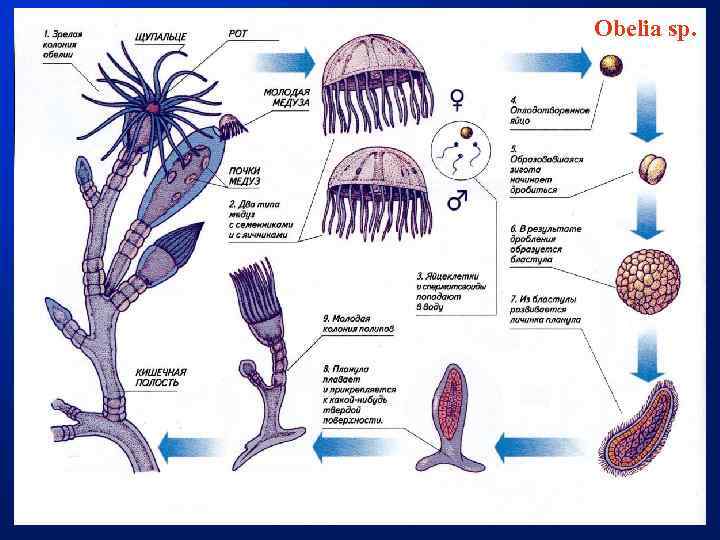 Цикл полипов. Обелия жизненный цикл. Жизненный цикл ГИДРОИДА Obelia. Полип обелия строение. Жизненный цикл медузы обелии.