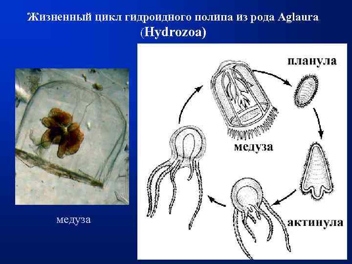 Гидроидный полип цикл