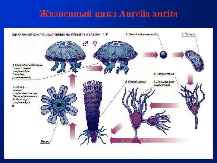 Стадия жизненного цикла медузы