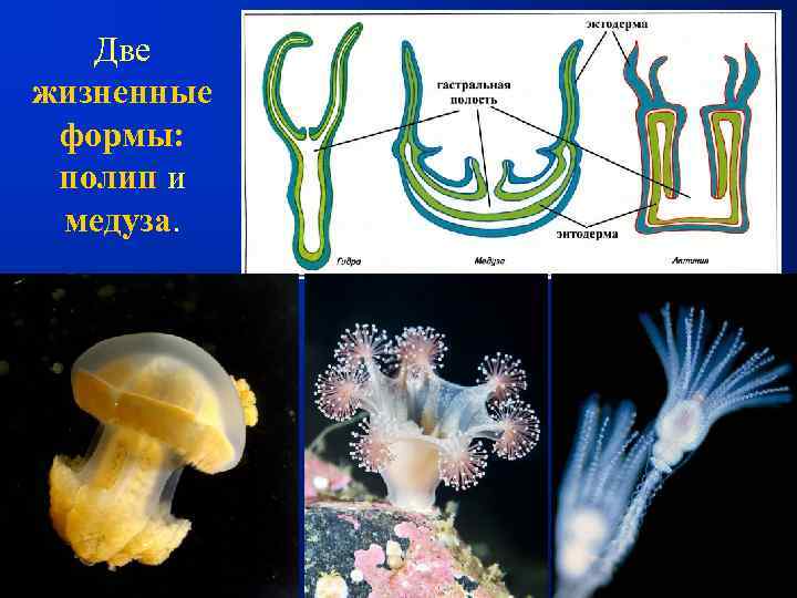 Образ жизни полипы и медузы