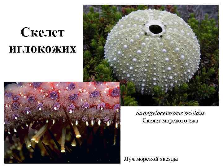 Скелет иглокожих Strongylocentrotus pallidus Скелет морского ежа Луч морской звезды 