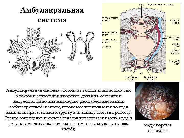 Амбулакральная система состоит из заполненных жидкостью каналов и служит для движения, дыхания, осязания и