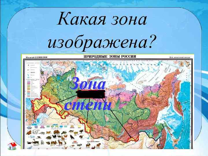 Какая зона изображена? Зона степи 